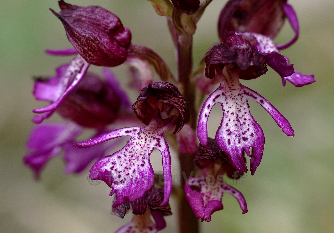 Orchis purpurea, influence Orchis simia (Gers)