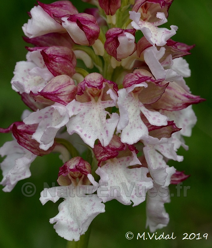 orchis purpurea 8a FB.jpg