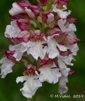Orchis purpurea hypochrome (Gers)