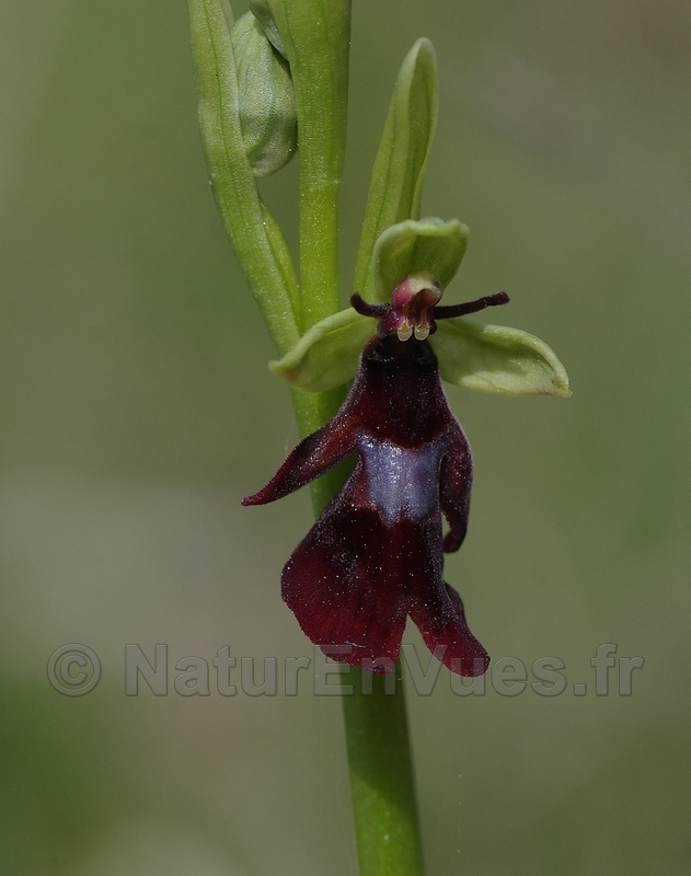 Ophrys insect 1aFB.jpg
