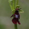 Ophrys mouche (Ophrys insectifera) - Gers