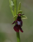 Ophrys mouche (Ophrys insectifera) - Gers
