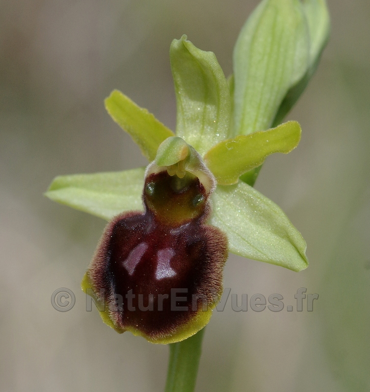 Ophrys sphegodes (Salerm, Gers) 2.jpg
