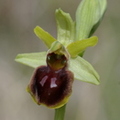 Ophrys sphegodes (Salerm, 31)