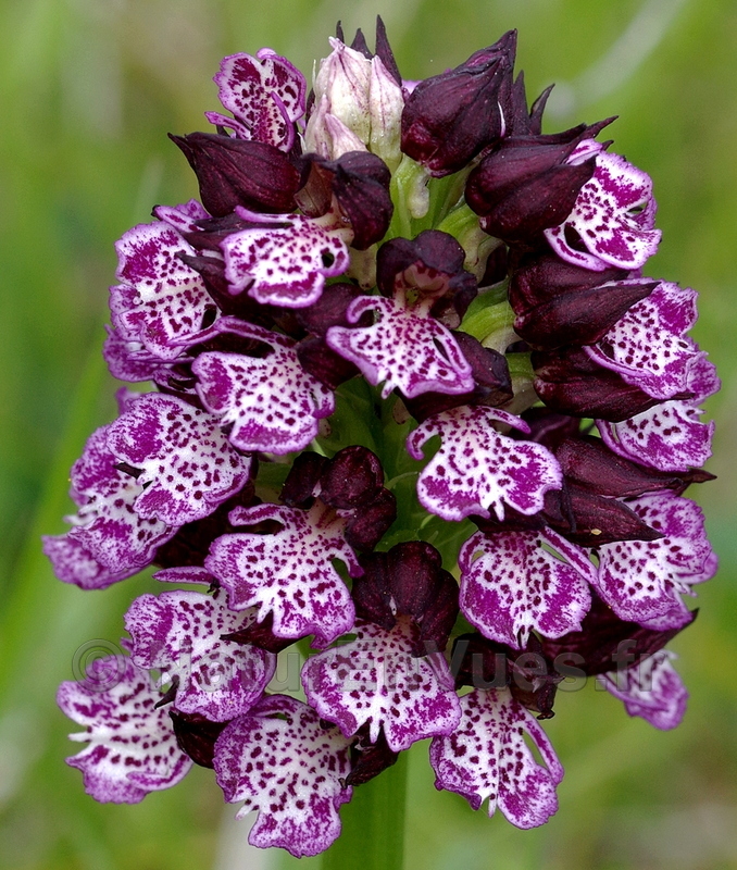 Orchis purpurea (Gers).jpg