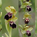 Ophrys vasconica dans tous ses états (Salerm, 31)