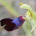 Ophrys atlantica (Andalousie)