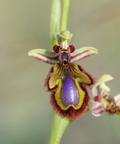 Ophrys speculum (Ronda-Espagne)