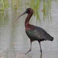 ibis printemps garde 1FB.jpg