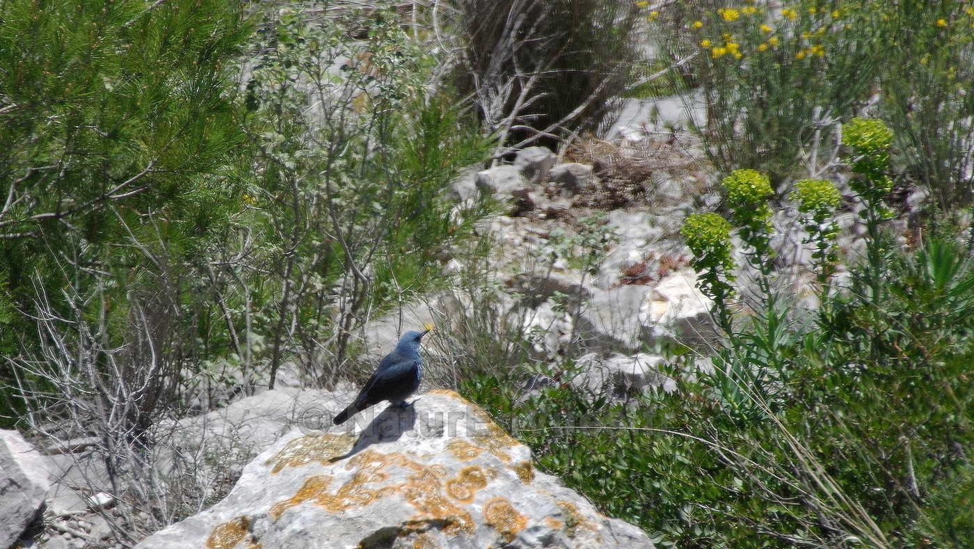 Monticole bleu  (Monticola solitarius) - Toulon, Var