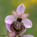 Ophrys aveyronensis (Aveyron)