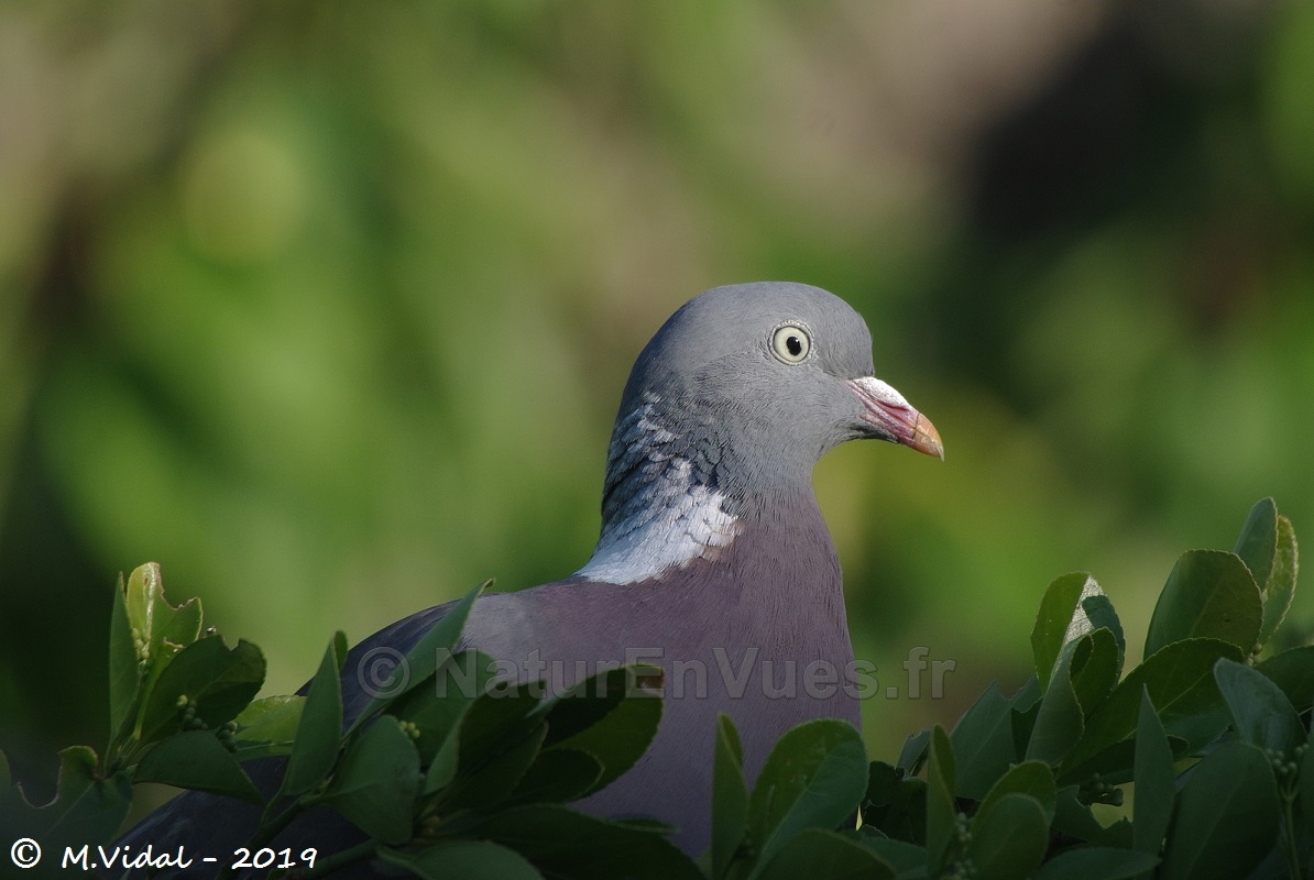 Pigeon ramier (La Trinité sur Mer, 56)