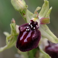 Ophrys ligustica avec ponte de papillon (La Roque Esclapon, Var) 