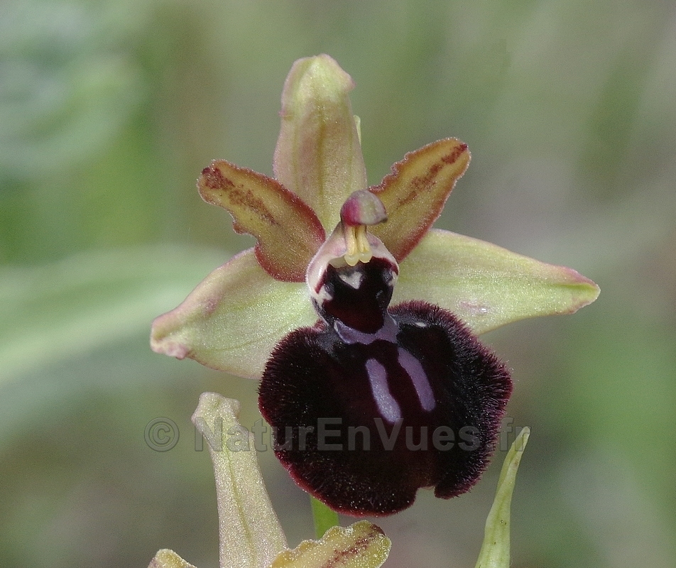 Ophrys ligustica (La Roque Esclapon)