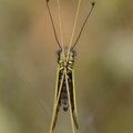 Ascalaphe loriot (Libelloïdes ictericus) - Pierrefeu du Var