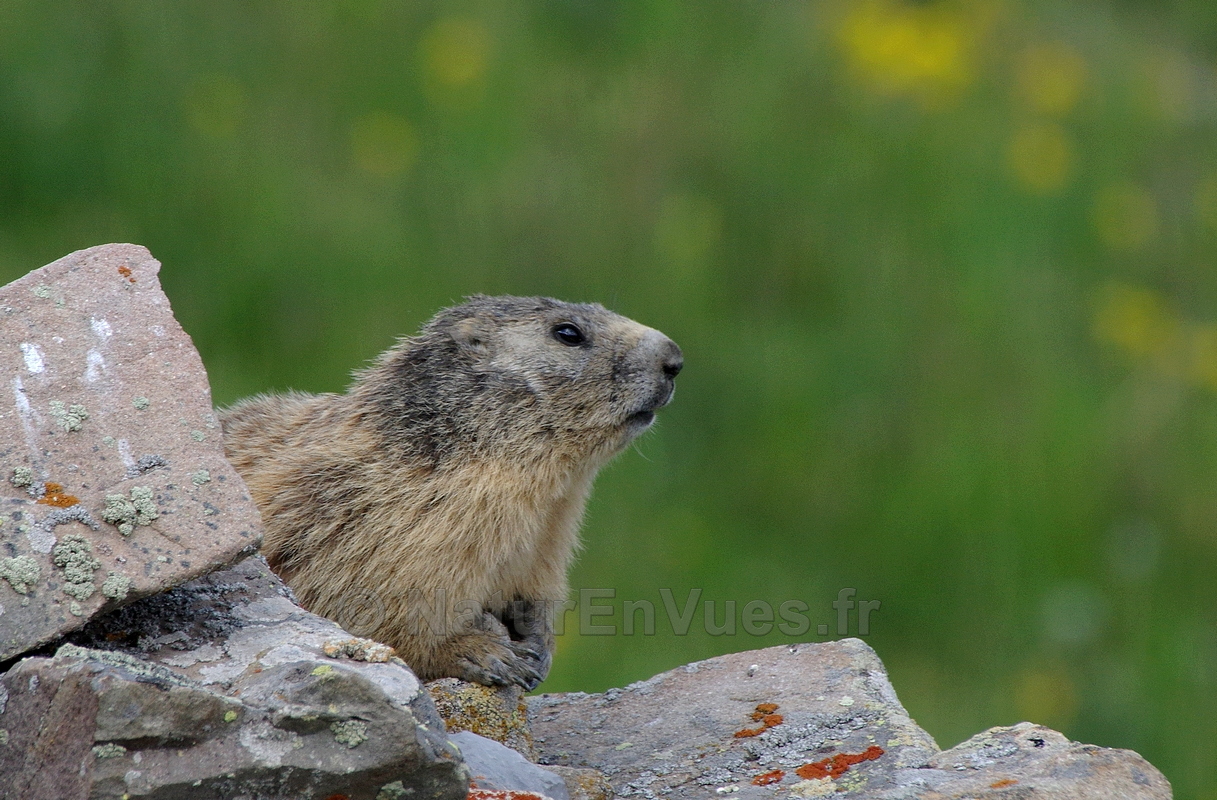 Marmotte des Alpes (Marmota marmota) - Col de la Bonette, 06