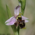 Ophrys santonica (La Roque Esclapon, 83)