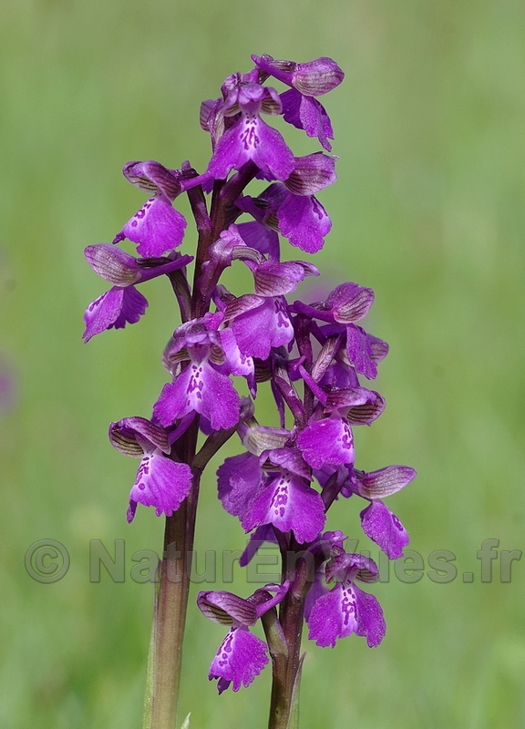 Orchis morio (Gers)