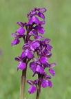 Orchis morio (Gers)