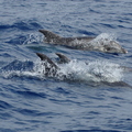 Grands dauphins (Sanary, Var)