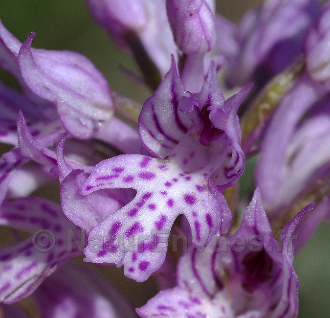Orchis tridentata (La Roque Esclapon, 83)