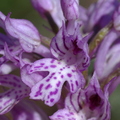 Orchis tridentata (La Roque Esclapon, 83)