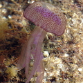 Méduse (pélagie) 