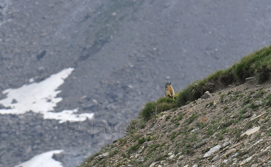 Marmotte des Alpes (col de la Bonnette, 06)