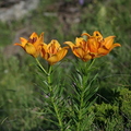 Lilium bulbiferum - Lys orangé (Saint Dalmas le Selvage,06)
