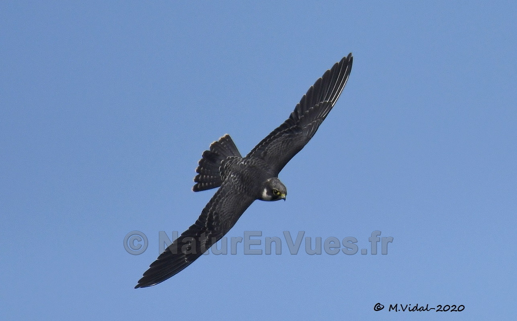 Faucon hobereau (La Seyne sur mer , Var)
