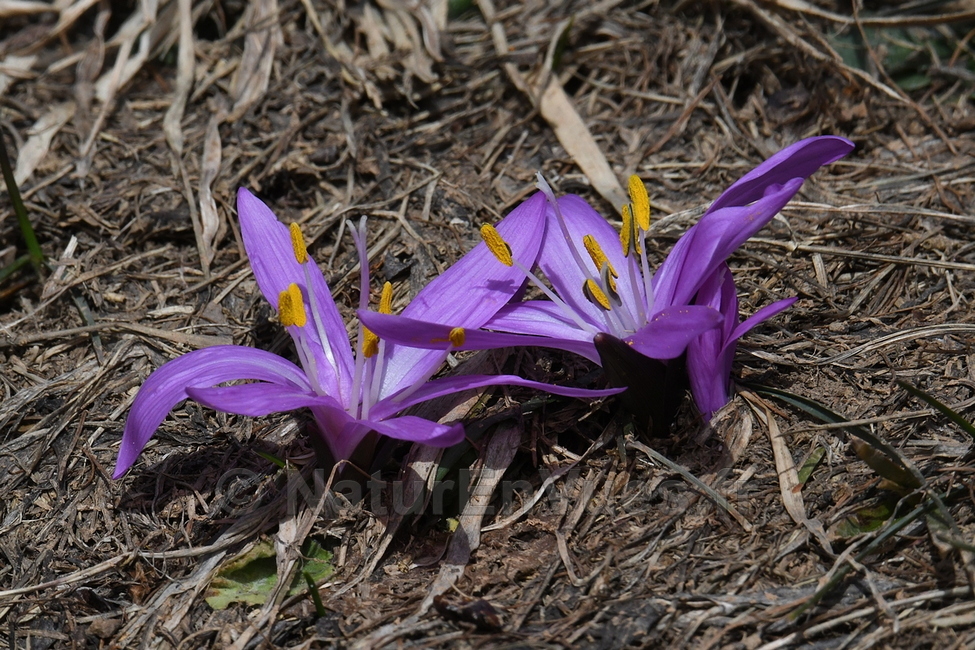 Bulbocodium du printemps (l'Alpe d' Huez)