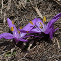 Bulbocodium du printemps (l'Alpe d' Huez)