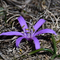 Bulbocodium du printemps (Vauplane, 04)