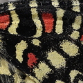 Détail de l'aile d'une Proserpine  (Solliès-Toucas)