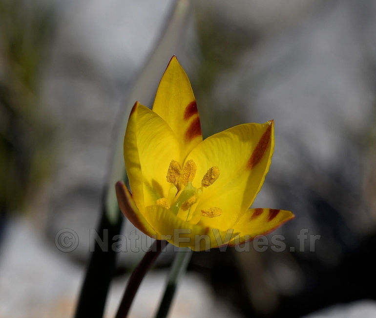 Tulipa sylvestris subsp australis (Mont Coudon, 83) 1