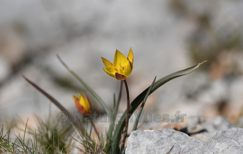 Tulipa sylvestris subsp australis (Mont Coudon, 83).jpg