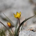 Tulipa sylvestris subsp australis (Mont Coudon, 83)