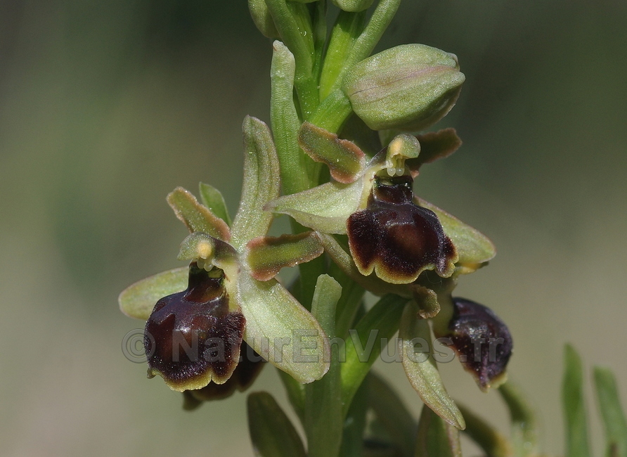 Ophrys virescens  (La Valette, 83)