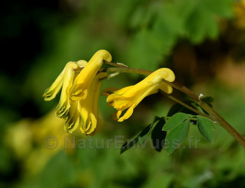 Corydalle jaune (Chateauneuf,21).jpg