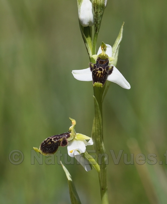 Ophrys philippi  (Signes, 83)