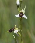 Ophrys philippi  (Signes, 83)