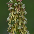 Orchis anthropophora (Ariège, mai 2021)
