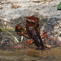 Ecrevisse de Louisiane (Rosnay, 36). Une espèce invasive très représentée en Brenne.