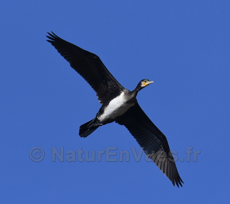 Grand cormoran  juvenile  (La Garde, Var)