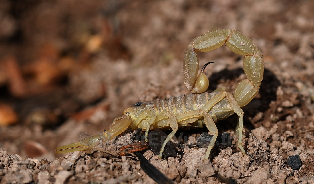 Scorpion occitan (Les Mayons, Var)