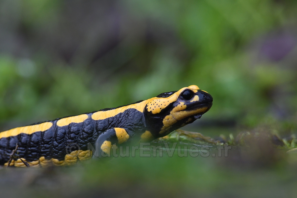 Salamandre tachetée (Trégomeur, 22)