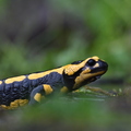 Salamandre tachetée (Trégomeur, 22)