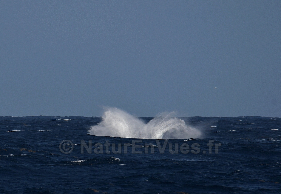 Baleine à bosses (La Désirade, Guadeloupe)