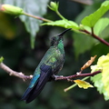 Colibri falle vert (Petit Bourg, Guadeloupe)
