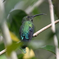 Colibri falle vert (Petit Bourg, Guadeloupe)